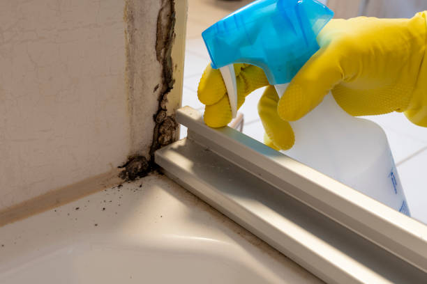 Best Attic Mold Removal  in Clayton, GA