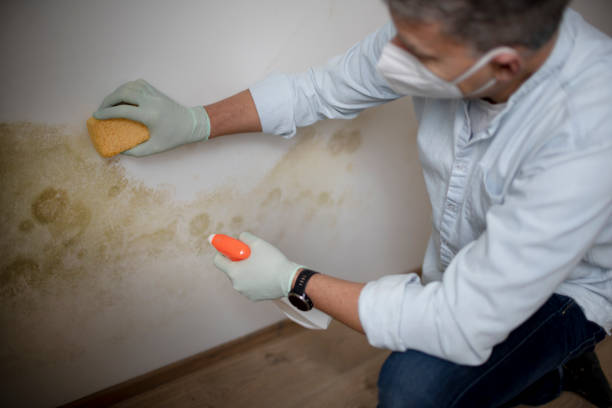 Best Mold Damage Repair  in Clayton, GA