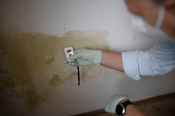 Home Mold Removal in Clayton, GA