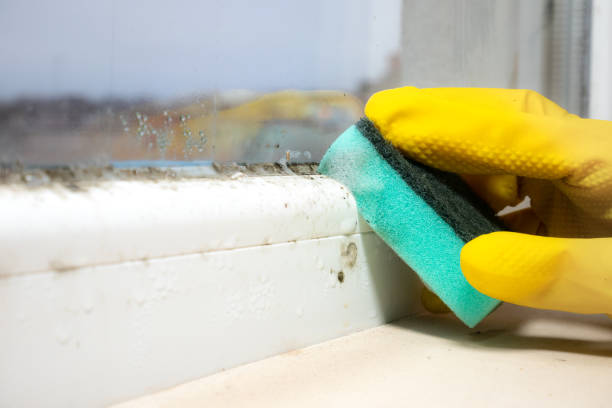 Best Local Mold Removal Service  in Clayton, GA