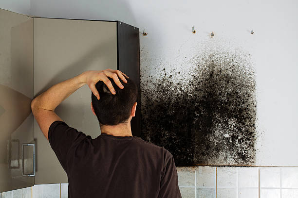 Best Mold Damage Repair  in Clayton, GA