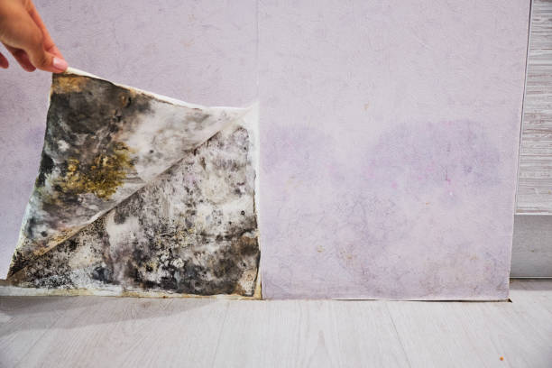 Best Emergency Mold Removal  in Clayton, GA